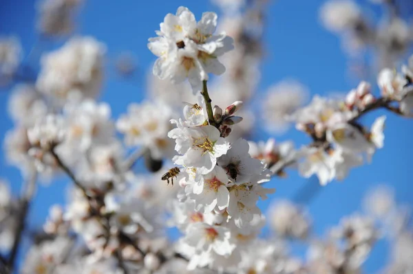Amendoeiras Florescendo Com Flores — Fotografia de Stock