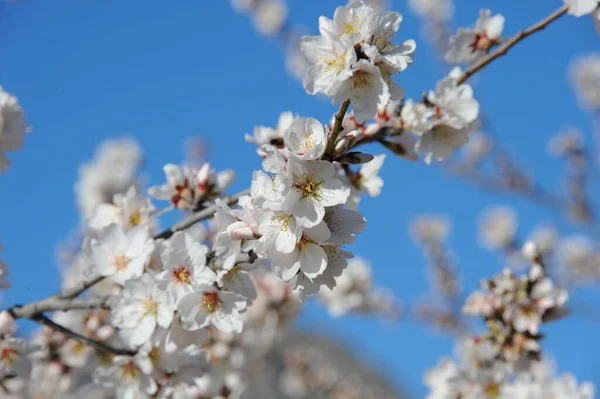 Kwiaty Migdałów Sezonie Wiosennym Flora Natura — Zdjęcie stockowe