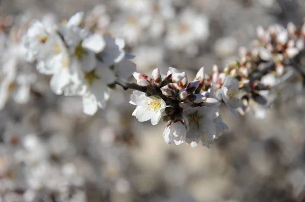 春のアーモンドの花の木植物や自然 — ストック写真