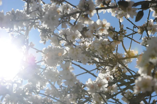 春のアーモンドの花の木植物や自然 — ストック写真