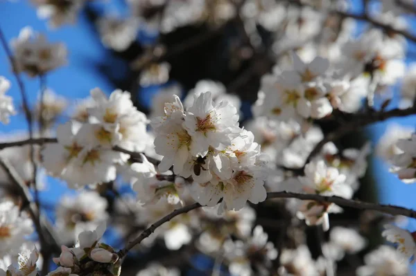 Квітучі Мигдалеві Дерева Квітами — стокове фото
