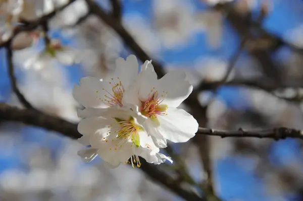 Albero Mandorlo Primavera Flora Natura — Foto Stock