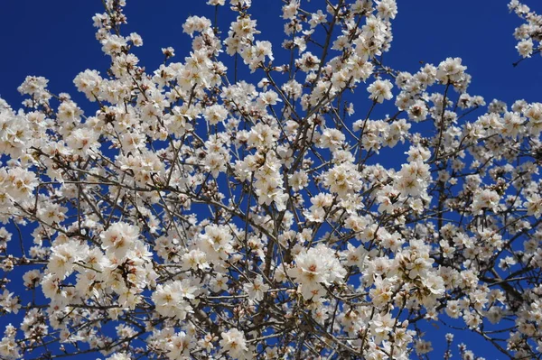 Blommande Mandelträd Med Blommor — Stockfoto