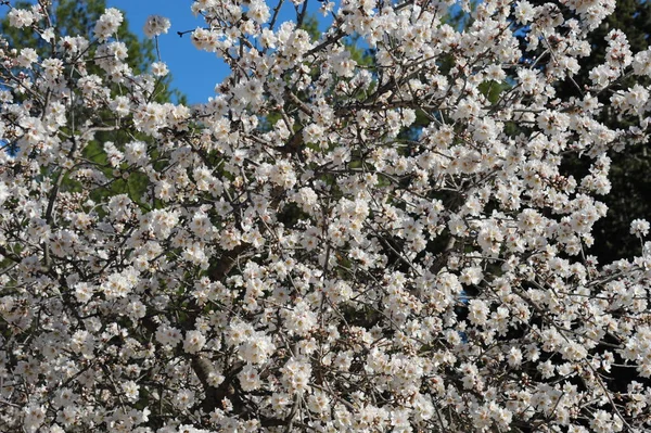 Flores Amêndoa Galhos Árvore Flor Primavera — Fotografia de Stock