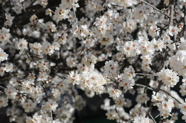 Almond Blossom Spain — Stock Photo, Image