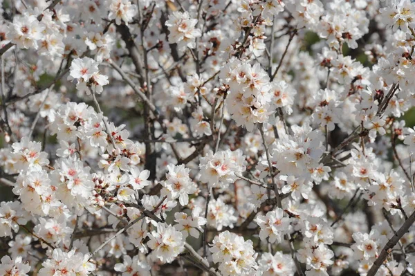 Almond Blossom Espagne — Photo