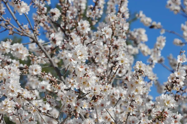 Blossom Mandorle Spagna — Foto Stock