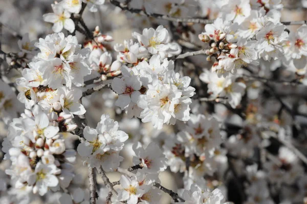 Almond Blossom Spain — Stok Foto