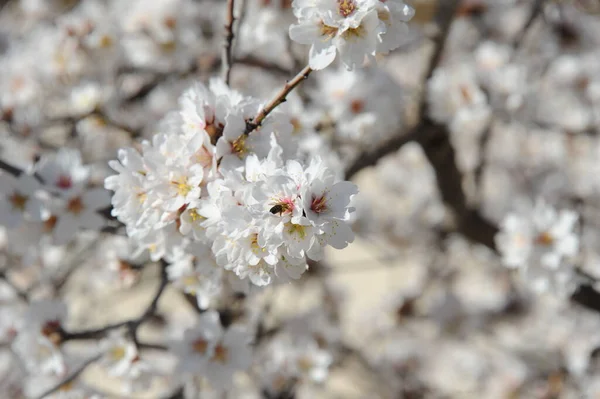 Almond Blosom Spanje — Stockfoto