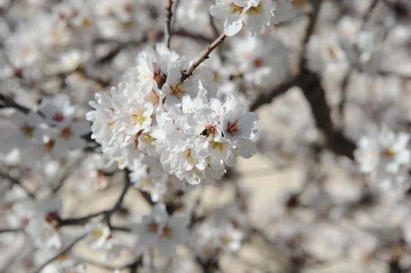 Almond Blossom Hiszpanii — Zdjęcie stockowe