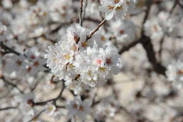 Almond Blossom Spinda — Stok fotoğraf