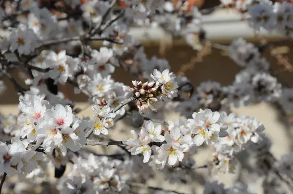 Almond Blosom Spanje — Stockfoto