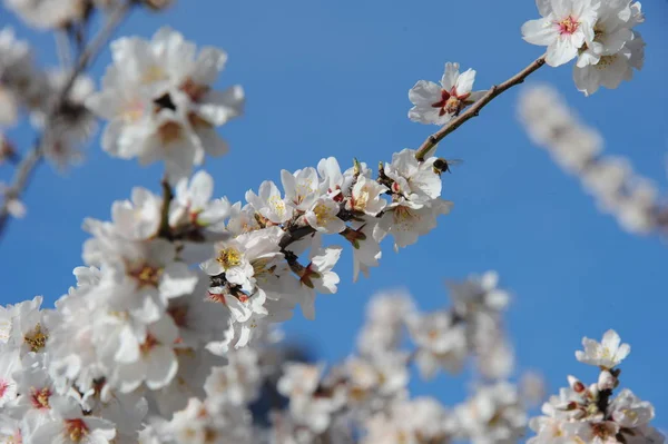 Lämnat Blossom Spanien — Stockfoto