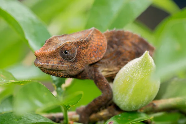 Animal Camaleón Reptil Lagarto Tropical —  Fotos de Stock