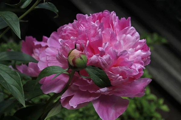 Peônia Pétalas Flores Frescas Flora Jardim — Fotografia de Stock