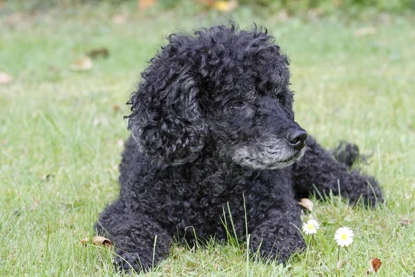 Reinrassiger Pudelhund Lockiger Hund — Stockfoto