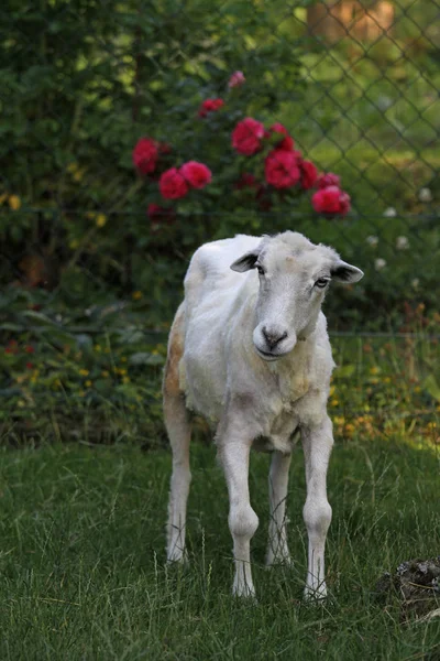 Old Freshly Shorn Sheep — Stockfoto