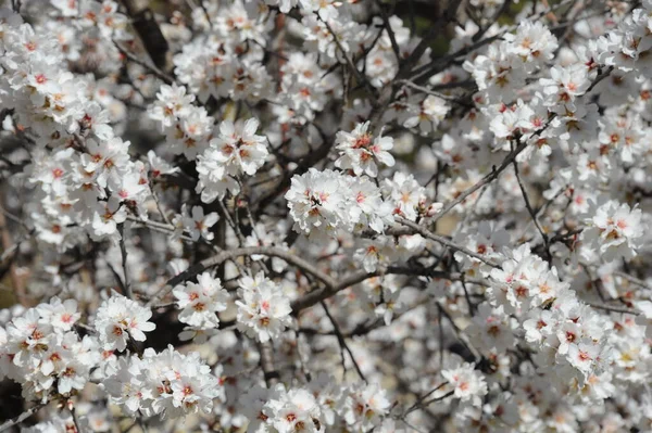 Almond Blossom Hiszpanii — Zdjęcie stockowe