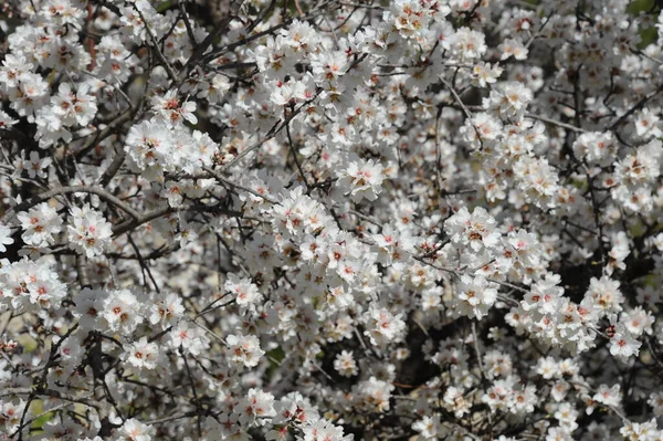 Almond Flower Spain — 图库照片