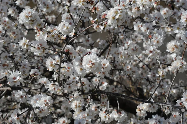 Almond Flower Spain — Stock Photo, Image