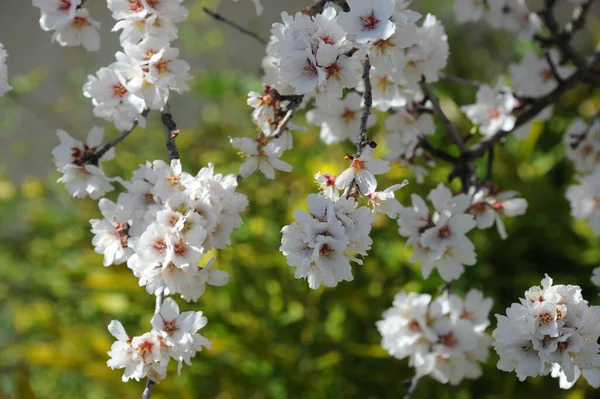 Almond Blossom Hiszpanii — Zdjęcie stockowe