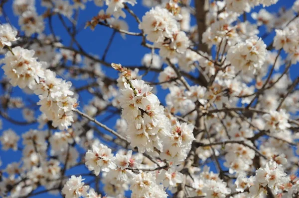Almond Blossom Španělsko — Stock fotografie