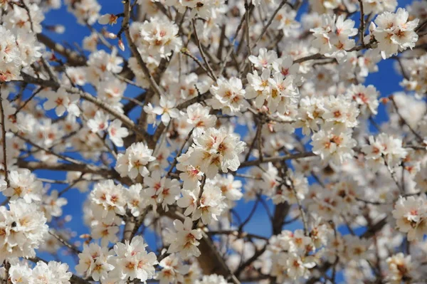 Almond Blossom Španělsko — Stock fotografie