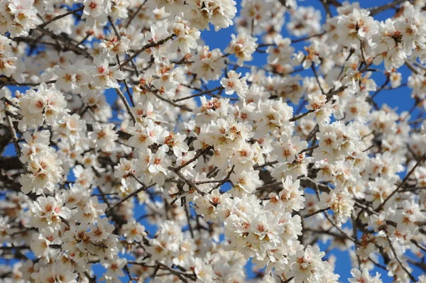 Almond Blossom Hiszpanii — Zdjęcie stockowe