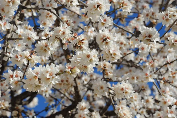 Almond Blossom Hiszpanii — Zdjęcie stockowe