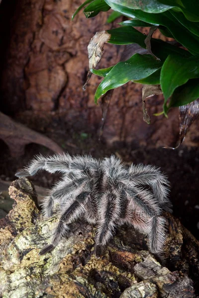 Velká Tarantula Teráriu — Stock fotografie