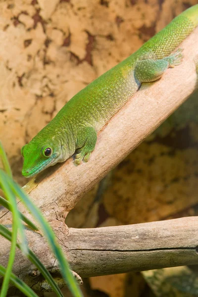 Green Gecko Branch Head — ストック写真