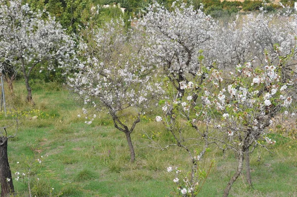 Almond Blossom Hiszpanii — Zdjęcie stockowe