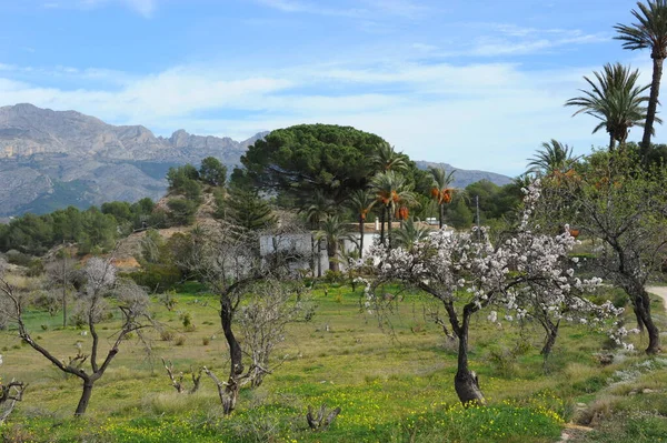 Almond Blossom Španělsko — Stock fotografie