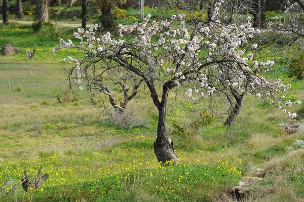 Flor Amêndoa Espanha — Fotografia de Stock