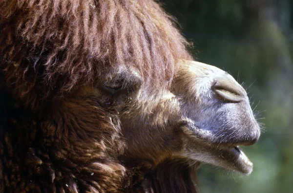 Vista Perto Uma Cabeça Camelo — Fotografia de Stock