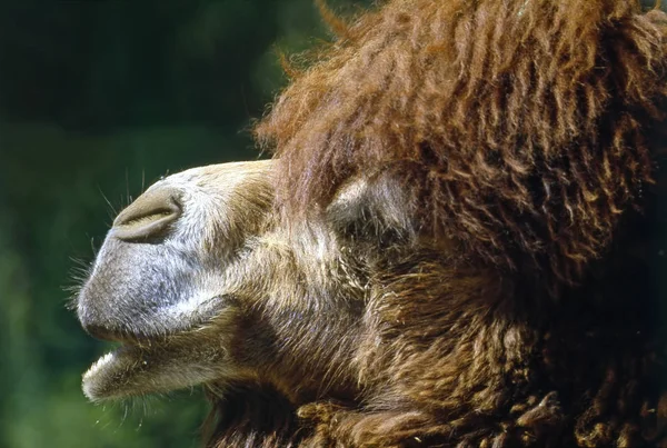 Nahaufnahme Eines Kamelkopfes — Stockfoto