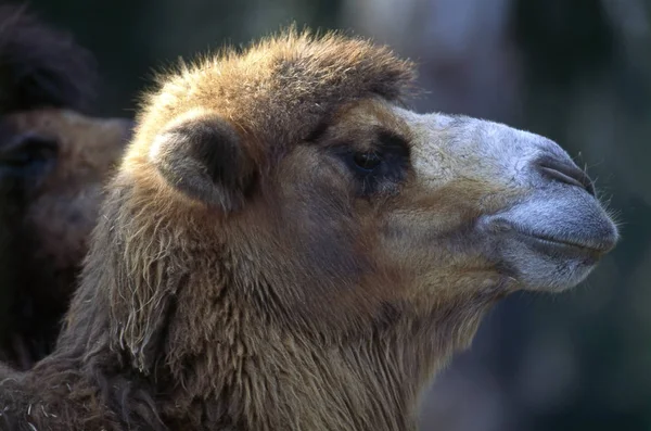 Κοντινή Θέα Ενός Κεφαλιού Καμήλας — Φωτογραφία Αρχείου