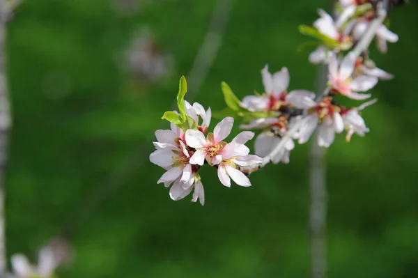 Mandel Blomma Blommor Trädgrenar Vår Blomma Blomma — Stockfoto