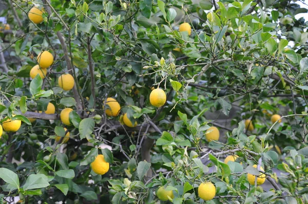 Lemons Tree Spain — Stock Photo, Image