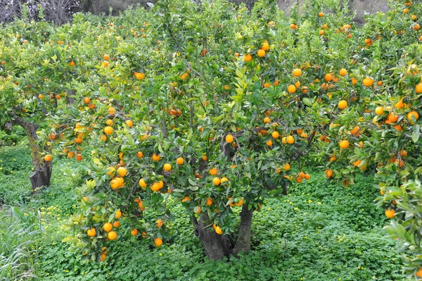 Pomarańcze Drzewach Hiszpania — Zdjęcie stockowe