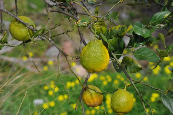 Zitronenbaum Bei Spanien — Stockfoto