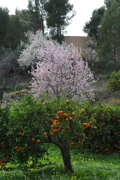 Flor Almendra España — Foto de Stock