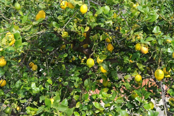 Limoni Una Spagna Albero — Foto Stock
