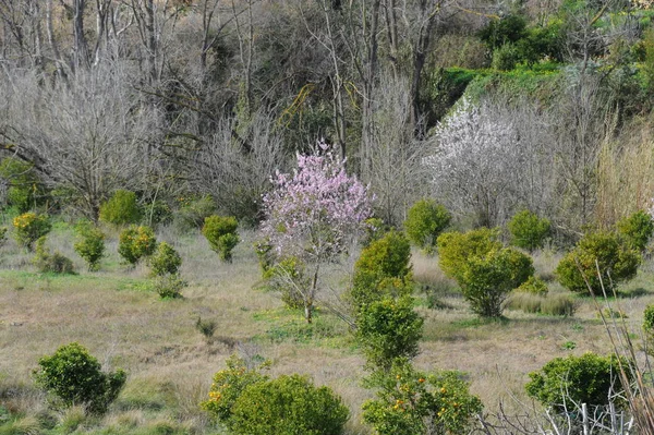 Almond Blossom Espanja — kuvapankkivalokuva