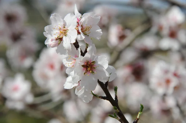 Lämnat Blossom Spanien — Stockfoto