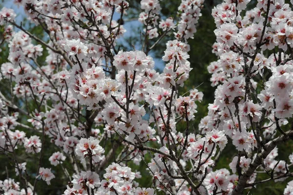 Flor Amêndoa Espanha — Fotografia de Stock