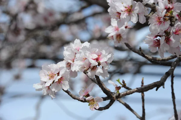 Blossom Mandorle Spagna — Foto Stock