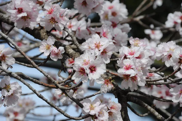 Almond Blossom Hiszpanii — Zdjęcie stockowe