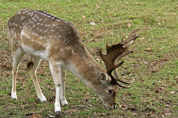 Nature Animal Sauvage Jachère Cerf Animal Sauvage — Photo