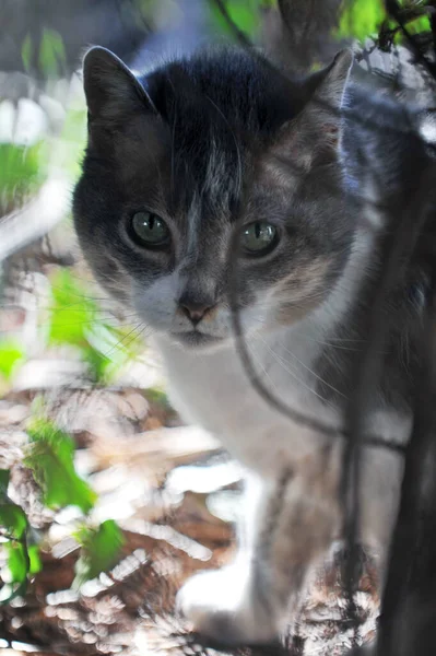 Portrait Cute Cat — Stock Photo, Image